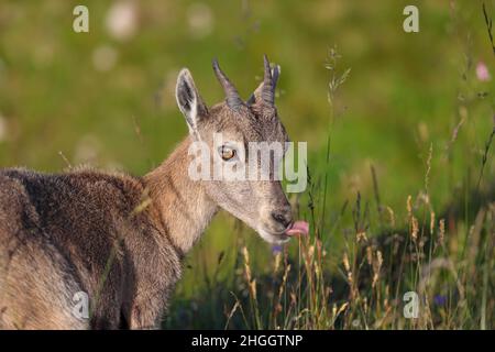 Ibex alpin (Capra ibex, Capra ibex ibex), manger un jeune animal dans un pré de montagne, portrait, Suisse, Oberland bernois, Beatenberg Banque D'Images