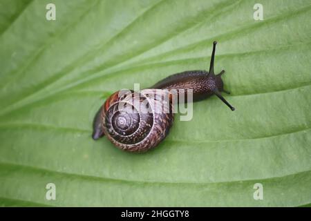 Escargot dans le jardin rampant sur une feuille verte de plante hosta. Banque D'Images