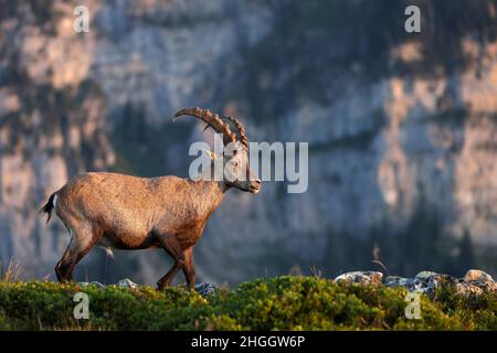 Ibex alpin (Capra ibex, Capra ibex ibex), homme marchant au bord d'une pente dans les Alpes bernoises, vue latérale, Suisse, Oberland bernois, Banque D'Images