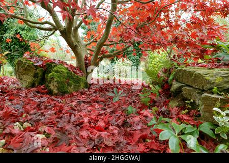 Érable japonais (Acer japonicum), feuilles rouges en automne Banque D'Images