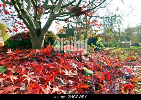 Érable japonais (Acer japonicum), feuilles rouges en automne Banque D'Images