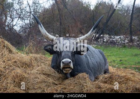 La grosse vache grise de la Maremme se trouve dans le foin Banque D'Images