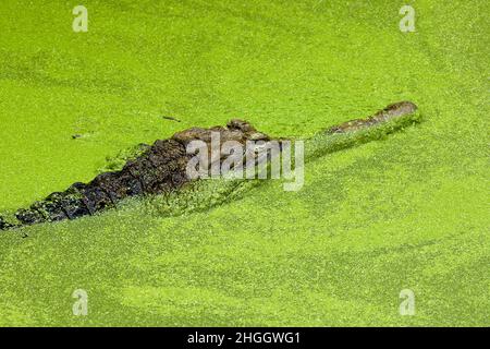 Faux gharial, gharial malais (Tomistoma schlegelii), portrait en étendue d'eau Banque D'Images