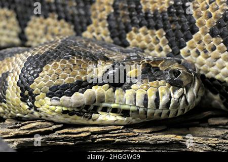 Morelia spilota carpet python (variegata, Morelia spilotes variegata), portrait Banque D'Images