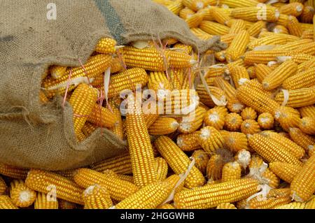 Maïs indien, maïs (Zea mays), maïs récolté, Thaïlande Banque D'Images