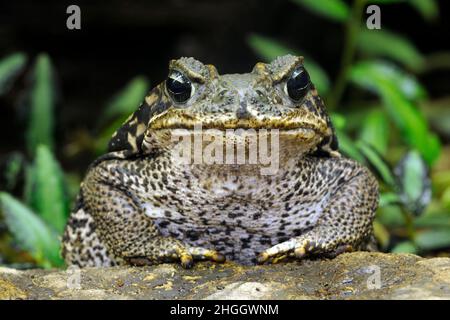 La grenouille cornue d'argentine, pacman, frog, nightcrawler nuit crawler, orné ornementé et crapaud cornu, escuerzo (Ceratophrys ornata), portrait Banque D'Images