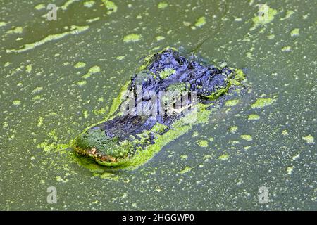 Alligator chinois (Alligator sinensis), portrait dans l'eau Banque D'Images