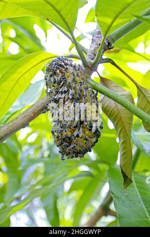 Abeille rouge naine (APIs florea), beaucoup d'abeilles sur leur nid dans un arbre, Thaïlande, Phand Nga Banque D'Images