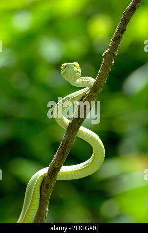 Piper de Kramer, pitvipère à gros yeux, Pipe vert foncé (Trimeresurus macrops, Cryptelytrops macrops), s'enroulant sur une branche, Thaïlande, Khao Yai Banque D'Images