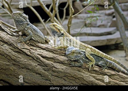 Dragon barbu (Amphibolurus barbatus, Pogona barbatus), dragons barbus dans un terrarium Banque D'Images