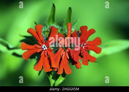 La croix maltaise (Lychnis chalcedonica, Silene chalcedonica), fleurs Banque D'Images