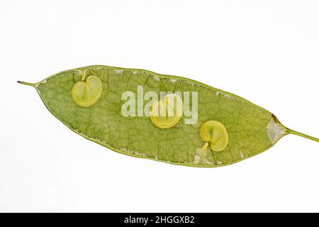 L'honnêteté vivace (Lunaria rediviva), péricarpe avec des graines, Allemagne, Bavière Banque D'Images