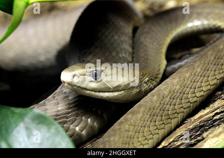 Le Mamba noir (Dendroaspis polylepis), portrait Banque D'Images