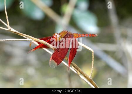 Red Grasshawk, parasol commun, libellule de Grasshawk (Neurothemis fluctuans), femme, Thaïlande, parc national de Khao Yai Banque D'Images