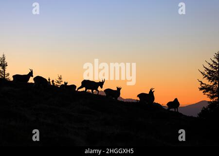 Ibex alpin (Capra ibex, Capra ibex ibex), ibex alpine femelle marchant avec des gosses sur une pente au coucher du soleil, silhouette, Suisse, Bernois Banque D'Images