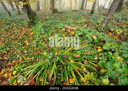 Carex sylvatica, dans une forêt de Beech dans la vallée de l'Aube, France, Aube, Champaubert Banque D'Images