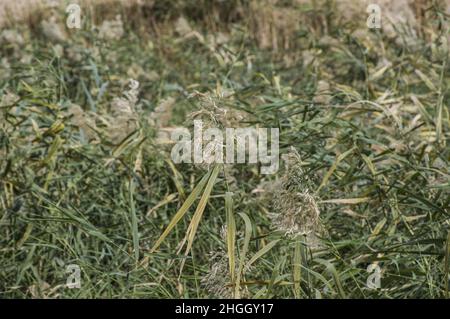 De grands roseaux et de l'herbe soufflent dans le vent au sanctuaire d'oiseaux d'Aqaba et à l'usine de traitement des eaux usées près de la frontière israélienne avec la Jordanie Banque D'Images