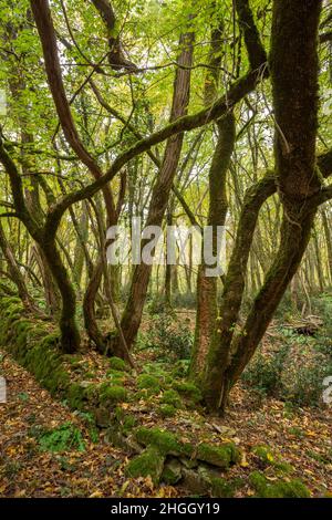 Arbres tordus qui poussent d'un vieux mur couvert de mousse dans une forêt Banque D'Images