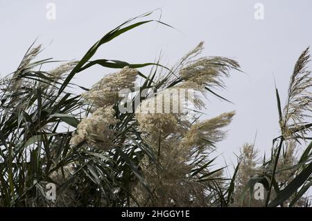 De grands roseaux et de l'herbe soufflent dans le vent au sanctuaire d'oiseaux d'Aqaba et à l'usine de traitement des eaux usées près de la frontière israélienne avec la Jordanie Banque D'Images