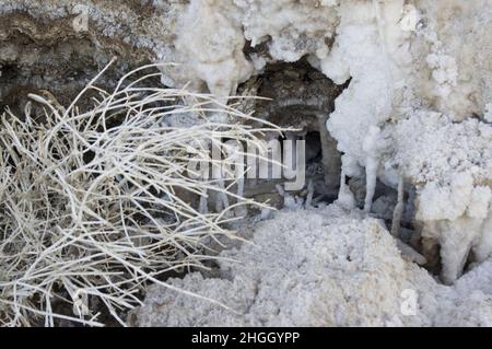 Formations de sel à la mer Morte en Jordanie, Moyen-Orient.Cristaux de sel sédimentation de l'eau salée à l'endroit le plus bas de la terre, le lac le plus bas Banque D'Images