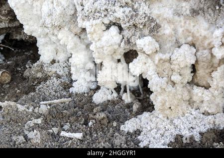 Formations de sel à la mer Morte en Jordanie, Moyen-Orient.Cristaux de sel sédimentation de l'eau salée à l'endroit le plus bas de la terre, le lac le plus bas Banque D'Images