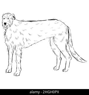 Dessin vectoriel de race de chien dessiné à la main. Illustration de Vecteur