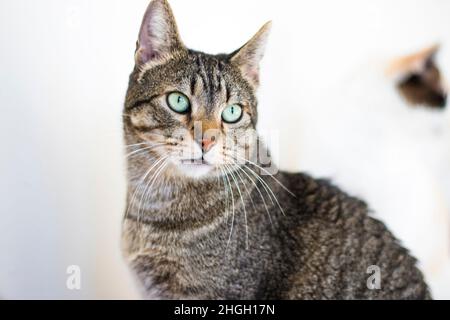 Chat posant pour une photo Banque D'Images