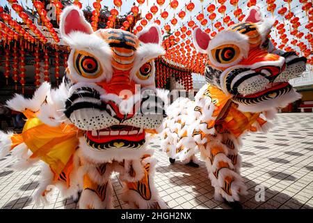 Kuala Lumpur, Malaisie.21st janvier 2022.Les personnes vêtues de costumes dansent un tigre traditionnel dans un temple chinois avant les célébrations du nouvel an lunaire.les Chinois du monde entier célébreront le nouvel an lunaire chinois et accueilleront l'année du tigre qui tombe le 1 février 2022.Crédit : SOPA Images Limited/Alamy Live News Banque D'Images