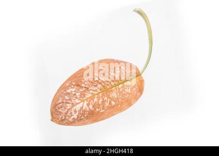 Feuille de plante morte sèche Dieffenbachia flétrir la maladie de la nature sur fond blanc. Banque D'Images