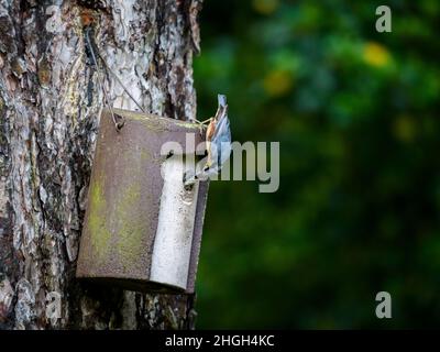 Adulte occupé Nuthatch à l'envers (oiseau de jardin) nourrissant bébé dans une boîte de nid accrochée aux arbres (tête, bec ouvert large, trou d'entrée) - West Yorkshire Angleterre Royaume-Uni. Banque D'Images