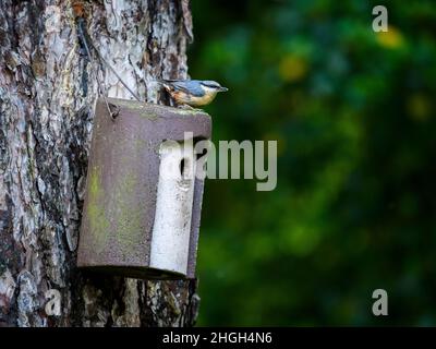 Gros plan d'une seule petite espèce de nuthatch (oiseau de jardin) située sur une boîte à nid accrochée à un arbre près du trou d'entrée (rayures oculaires et bec) - West Yorkshire, Angleterre, Royaume-Uni. Banque D'Images