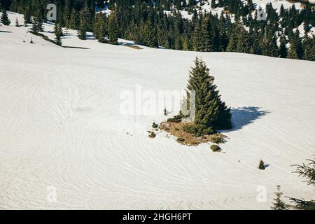 Prairie enneigée dans les montagnes, forêt de conifères, printemps Banque D'Images