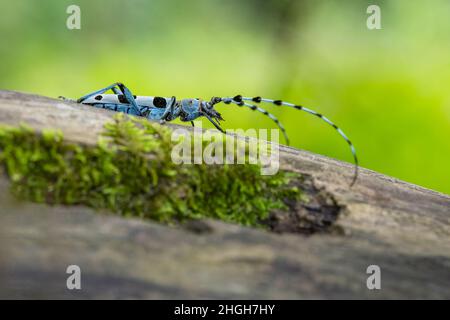 Gros plan sur le Longicorne alpin, un coléoptère bleu avec des taches noires, assis à l'ombre des feuilles sur un tronc d'arbre recouvert de mousse.Vert. Banque D'Images