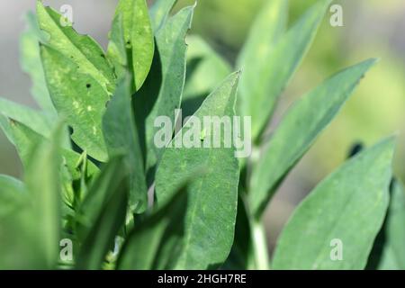 La larve de la petite cicadelle - Empoasca sur les feuilles de fèves.Ce sont des ravageurs des cultures qui sucent la sève des plantes. Banque D'Images