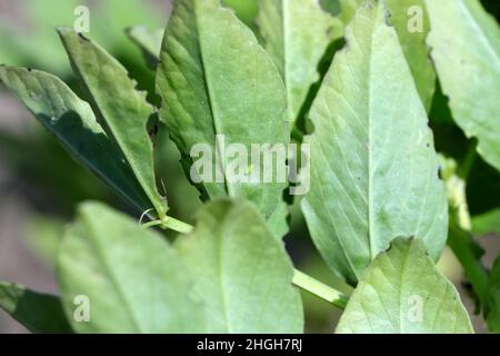 La larve de la petite cicadelle - Empoasca sur les feuilles de fèves.Ce sont des ravageurs des cultures qui sucent la sève des plantes. Banque D'Images