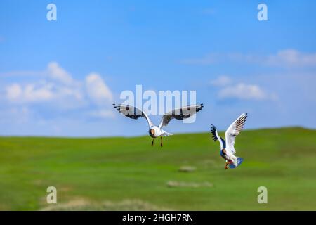 Deux oiseaux à tête noire volent. La posture gracieuse de l'oiseau dans l'air moyen. Banque D'Images