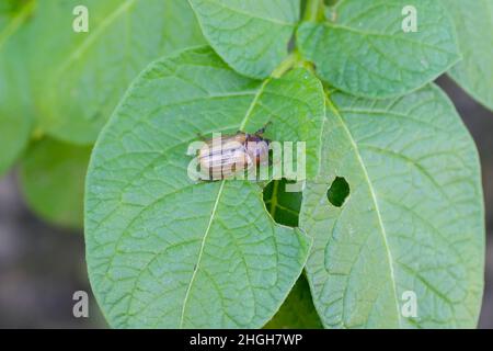 incroyable, animal, animaux, antenne, belle,beauté, abeille, marron, insectes, papillon,calme, camouflage, gros plan, couleur, mignon,détail, skipper dingy, dding Banque D'Images