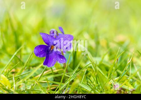 Gros plan de Viola odorata fleurs violettes fleuries au printemps. Banque D'Images