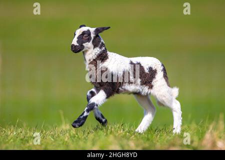 L'agneau nouveau-né blanc brun (Capra aegagrus hircus) au printemps dans un pré. Banque D'Images