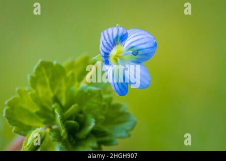 Gros plan de Veronica persica, fleur speedwell pétales bleus fleuissant pendant la saison de printemps. Banque D'Images