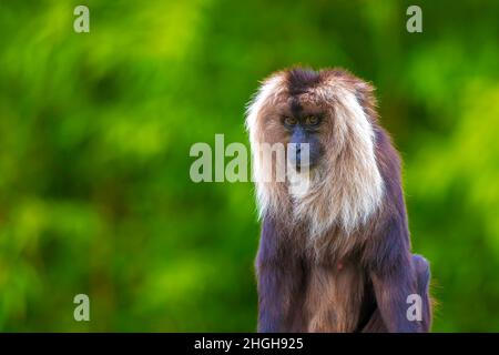 Macaque à queue de lion, Macaca silenus, dans une forêt Banque D'Images