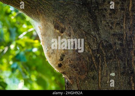 Les chenilles de chêne processionaires Thaumetoea processionea nichent dans un arbre dans une forêt.Ces poils qui s'accrochent peuvent causer des démangeaisons, des bosses et des problèmes oculaires. Banque D'Images