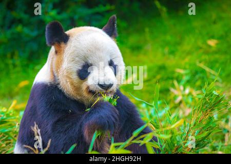 Le Panda géant Ailuropoda melanoleuca, se nourrissant du bambou dans une forêt de jungle Banque D'Images