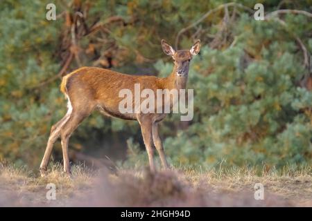 cervus elaphus, jeune cerf rouge, en automne. Le brouillard d'automne et les couleurs de la nature sont clairement visibles sur l'arrière-plan. Banque D'Images