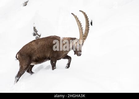 Le roi des Alpes en hiver (Capra ibex) Banque D'Images