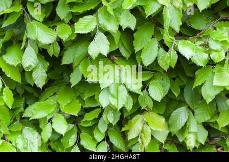 Feuilles de hêtre vert brillant, texture d'arrière-plan naturelle, gros plan Banque D'Images