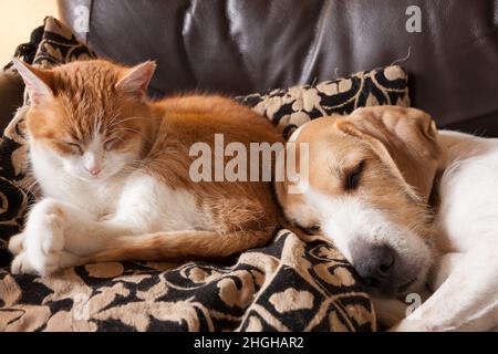 Gingembre et chat blanc et chien dormant ensemble sur un vieux canapé en cuir marron Banque D'Images