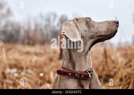 Magnifique chien Weimaraner gris à la race rouge debout le jour de l'automne, en regardant à côté.Grands chiens de chasse.Weimaraner est un chien de canon polyvalent.ANI Banque D'Images