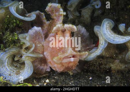 Rhinopia Scorpion poisson , frondosa ou Eschmeyeri ,Philippines , Banque D'Images