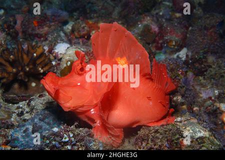 Rhinopia Scorpion poisson , frondosa ou Eschmeyeri ,Philippines , Banque D'Images